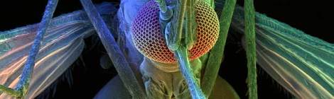 Color-synthesizing scanning electron microscope image by David Scharf
